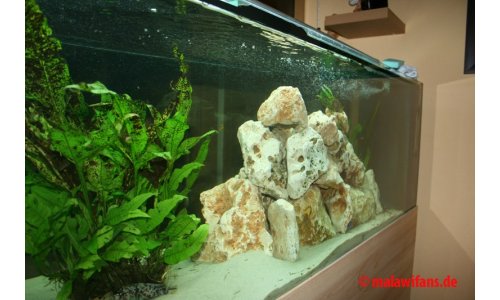 Malawi Mbuna Becken 500l